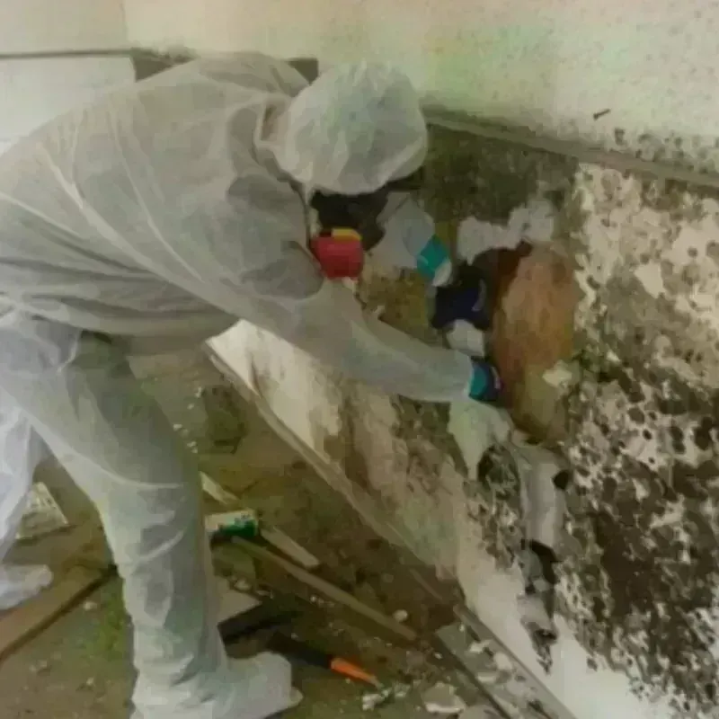 Mold Remediation and Removal in Oxford, KS